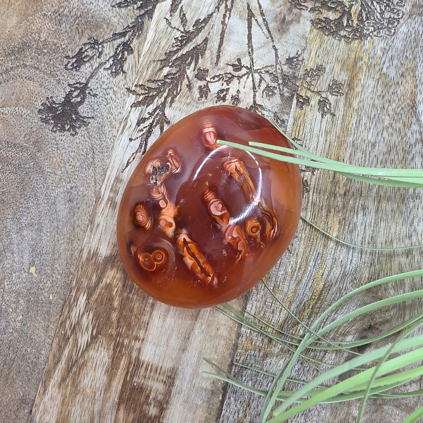 Karneoli kämmenkivi