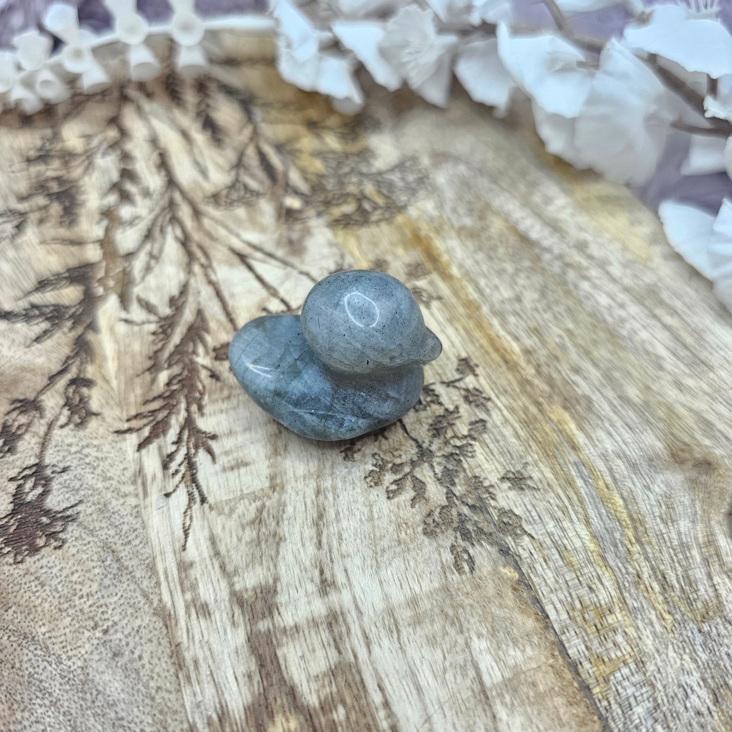 Ankka -pieni-