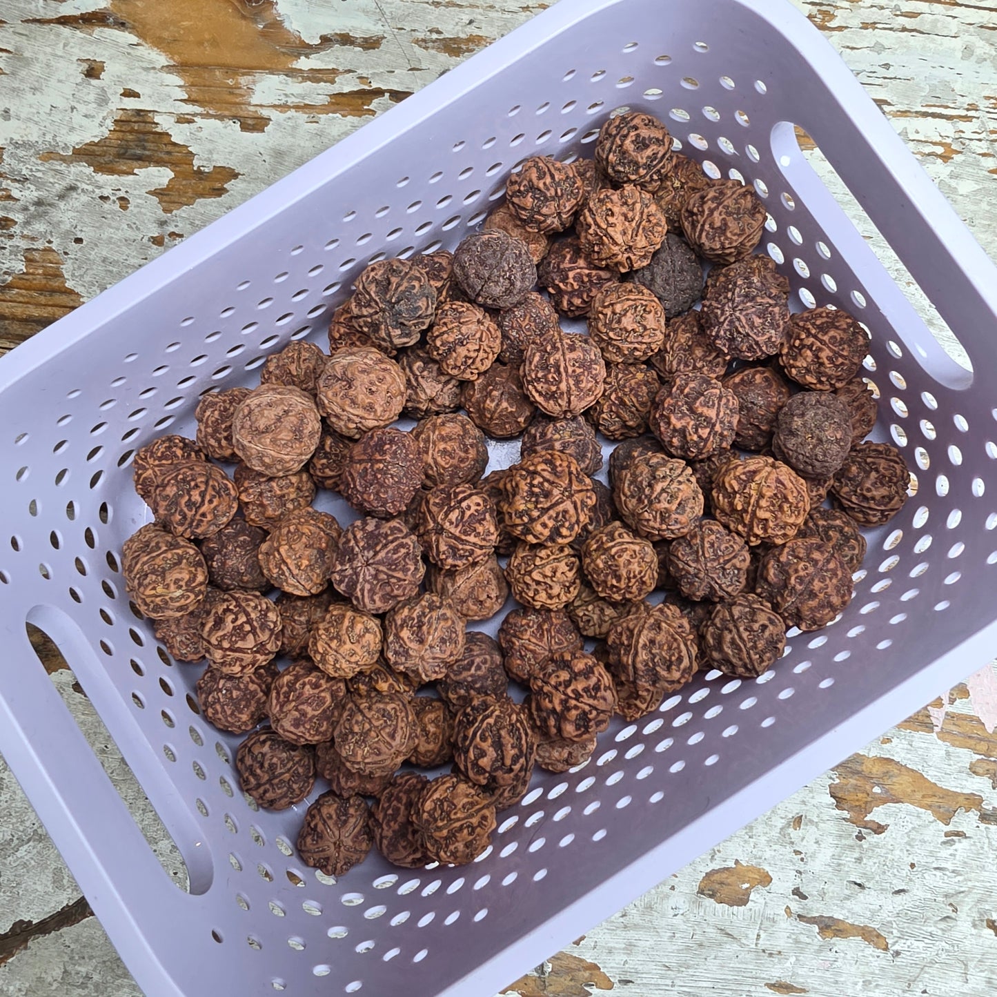 Rudraksha siemenhelmet 110kpl