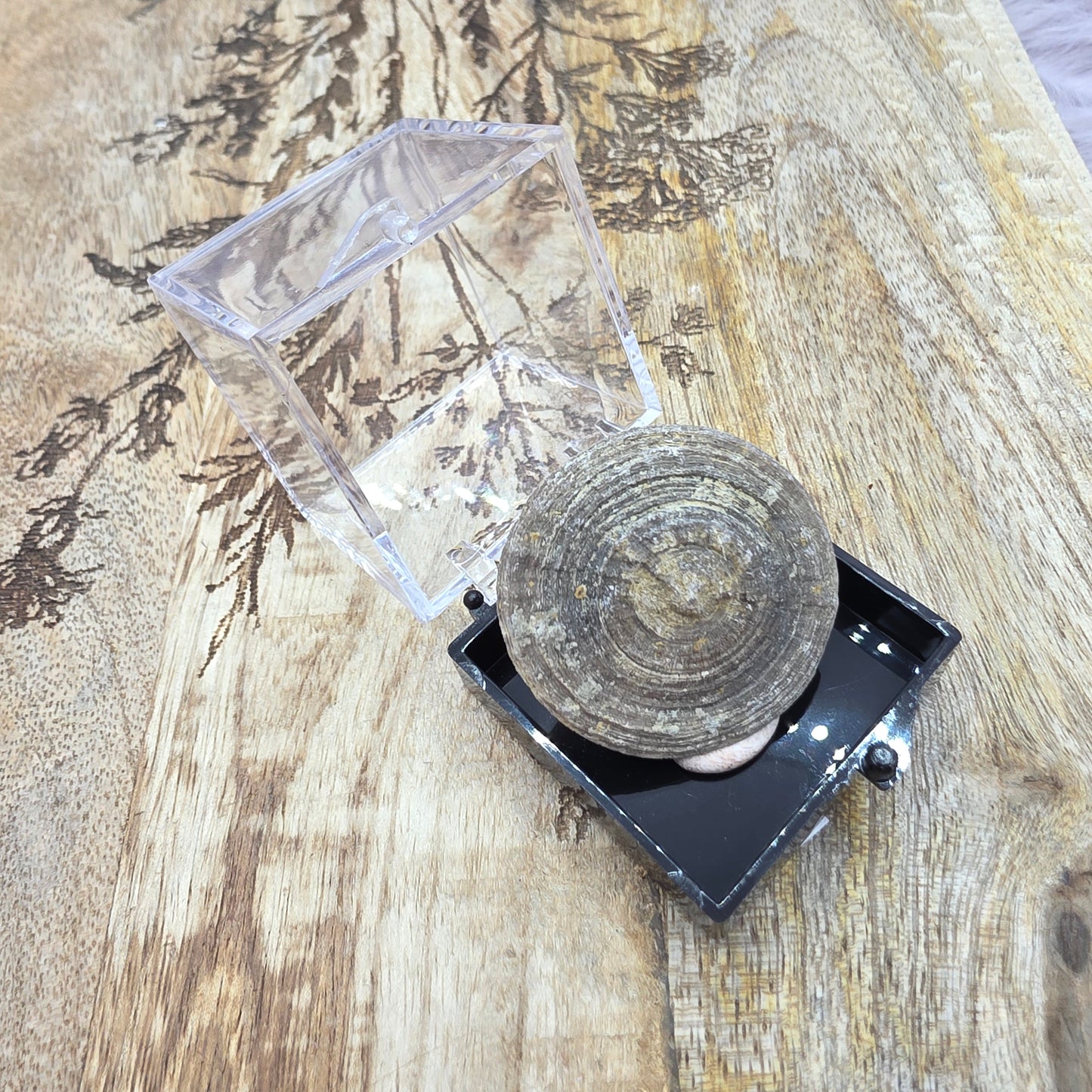 Cyclolite fossiili rasiassa