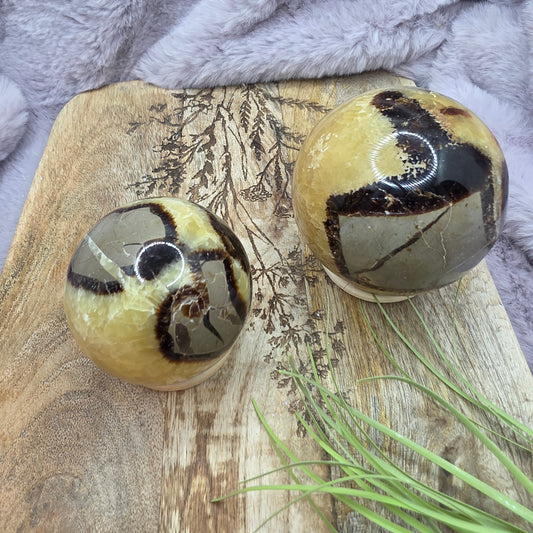 Septaria pallo (uv)