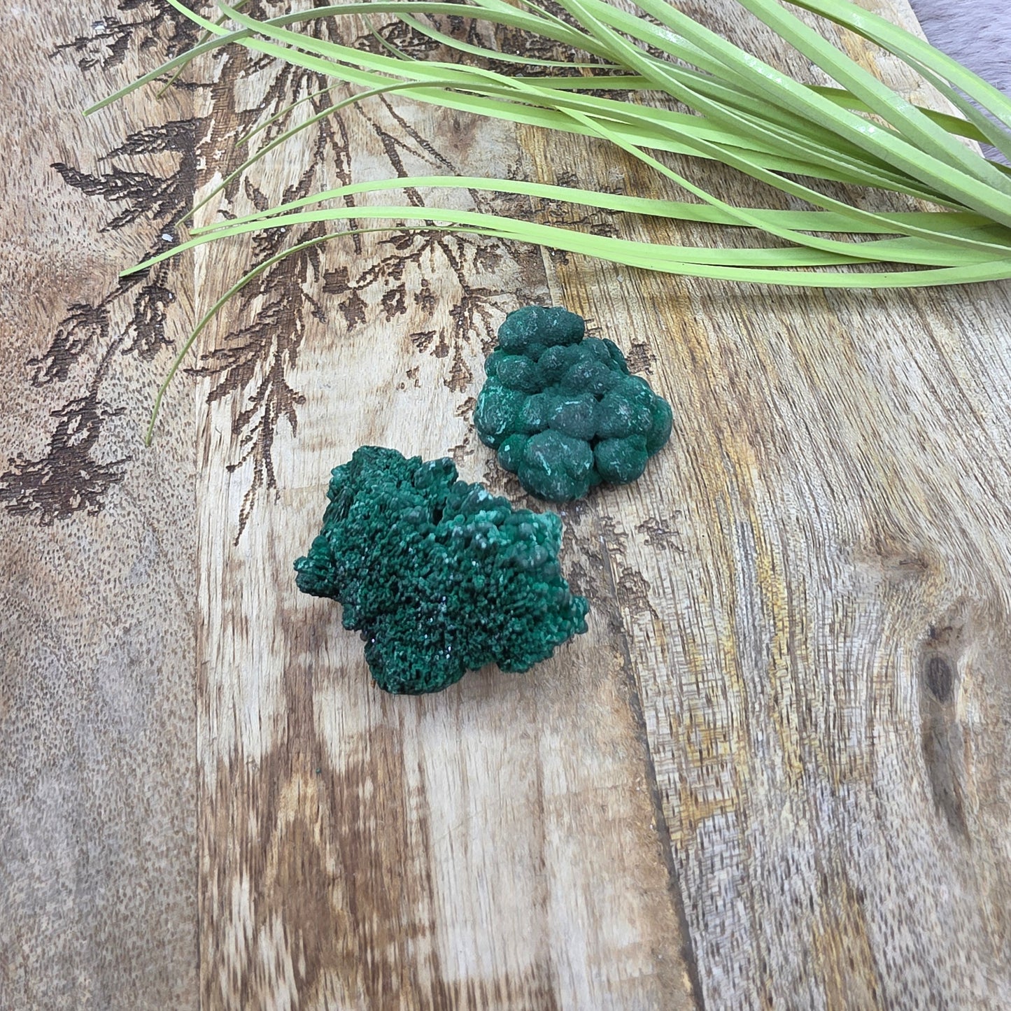 Samettimalakiitti specimen