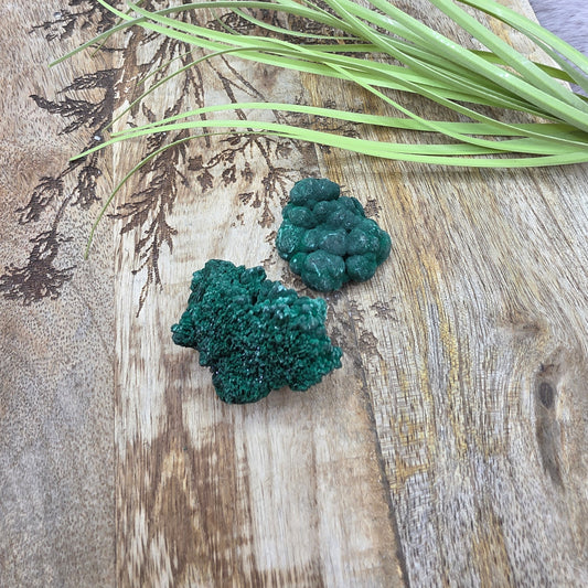 Samettimalakiitti specimen