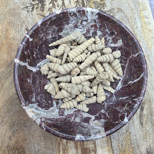 Kotilofossiili (gastropoda) 15g