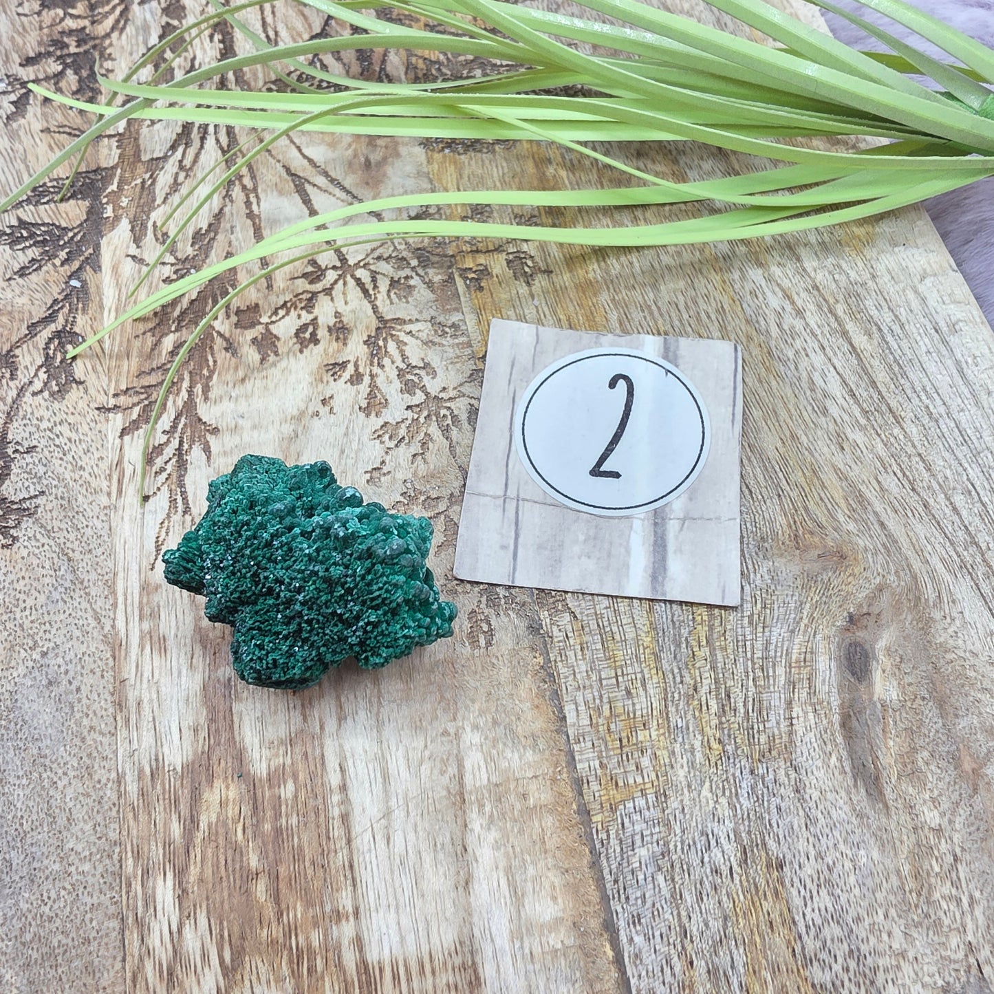 Samettimalakiitti specimen