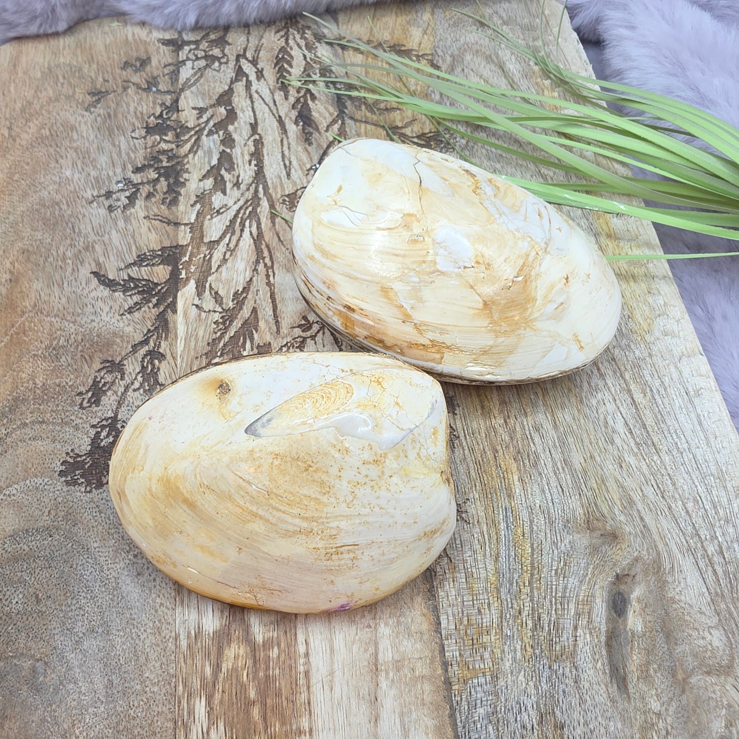 Bivalve simpukkafossiili
