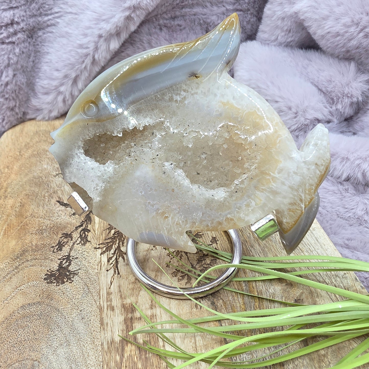 Akaatti kala telineessä nro.2