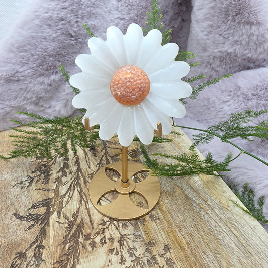 Daisy
