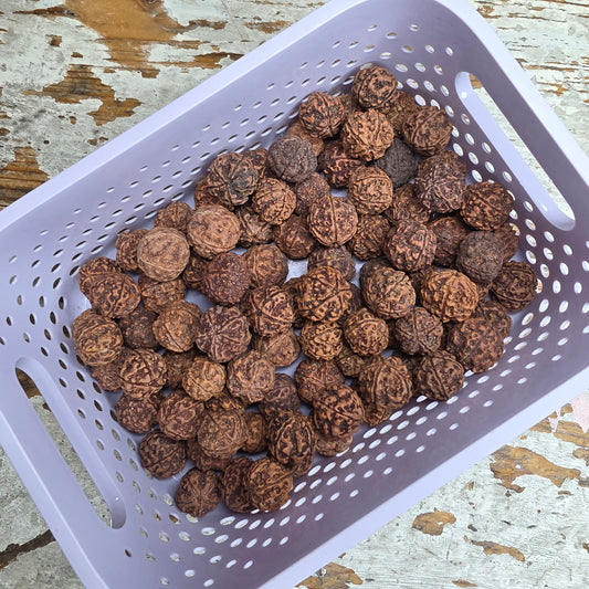 Rudraksha siemenhelmet 110kpl