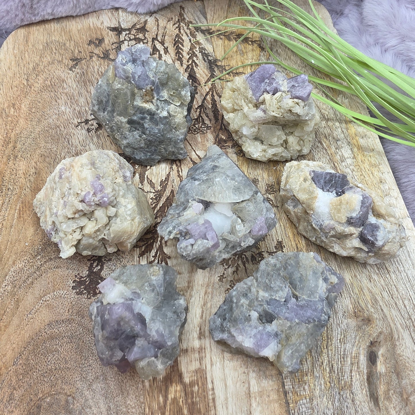 Violetti spinelli emokivessä -pieni-