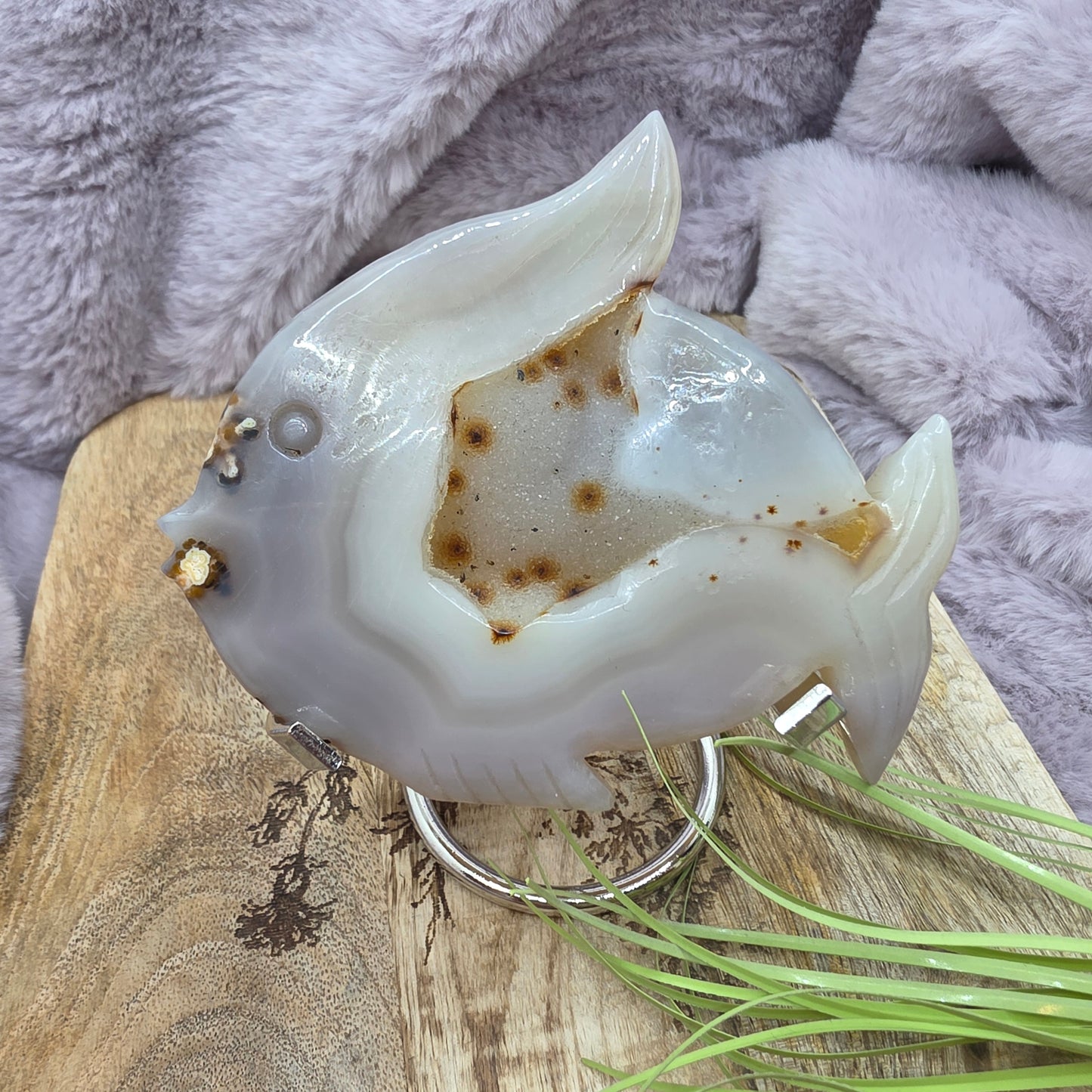 Akaatti kala telineessä nro.1