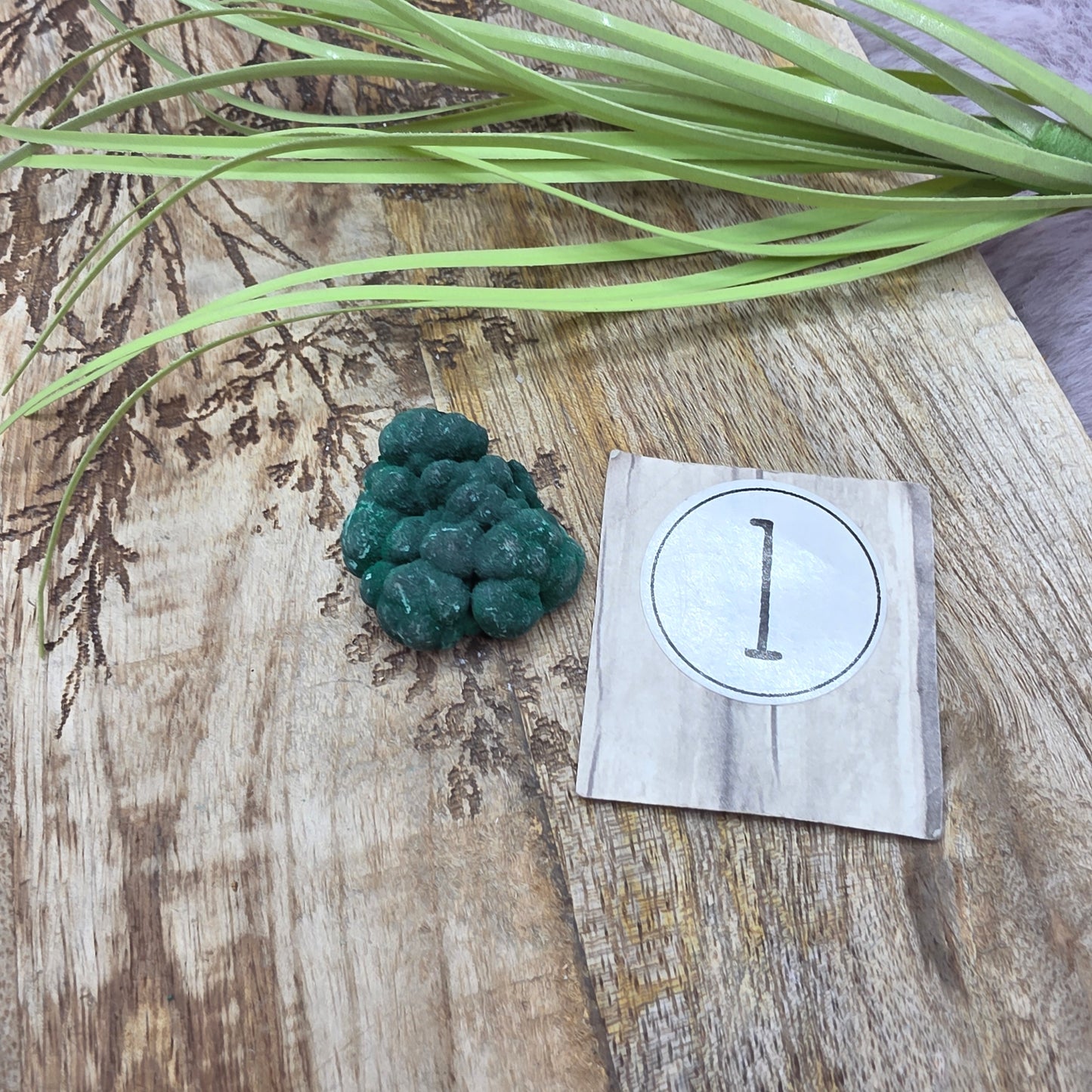 Samettimalakiitti specimen