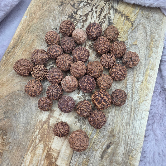 Rudraksha siemenhelmipallot