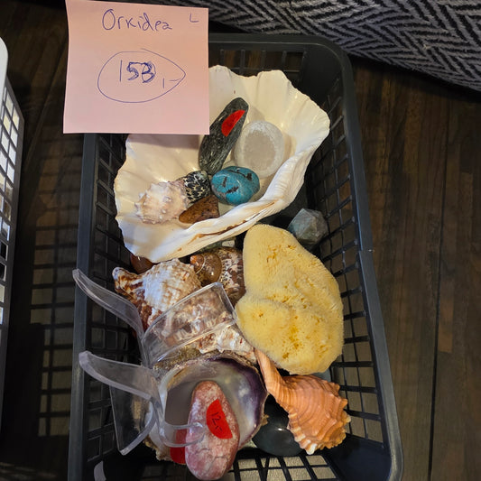 Orkidea